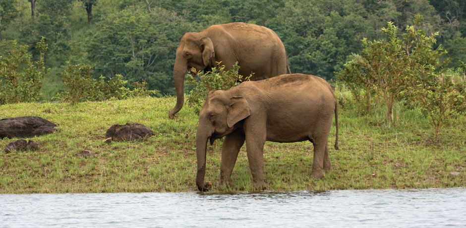 Enchanting Kerala